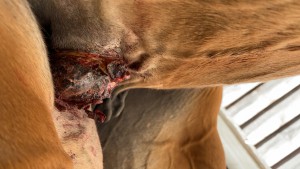 64BE100F-E510-4AC8-9C68-18349D69572E.jpeg (1.48 MiB) 819 mal betrachtet Foto von heute