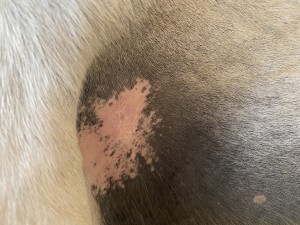 DB021D7F-8E0A-4B12-BAA3-EA0E3CC01132.jpeg (4.46 MiB) 1997 mal betrachtet Kleines sarkoid ist weg