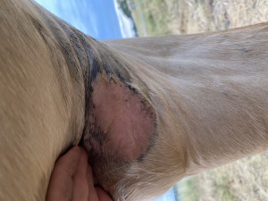 DB1A30FB-5B7D-4CCD-BC9C-92C3B96E208E.jpeg (3.04 MiB) 1997 mal betrachtet Großes sarkoid komplett glatt und rosa