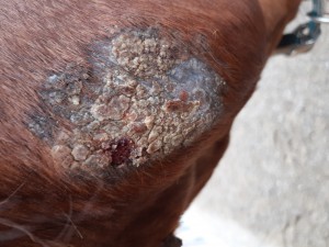Mit Aldara, aber später als an der Brust