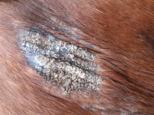Mit Aldara, aber später als an er Brust