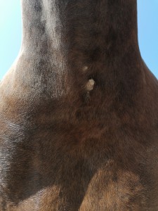 IMG_20210721_104539.jpg (6.22 MiB) 1554 mal betrachtet Vermutlich Karzinom, das rosa Ding um den Harnausgang