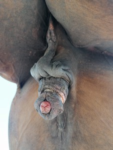 IMG_20210721_110754.jpg (3.76 MiB) 1554 mal betrachtet Sarkoid an der Brust