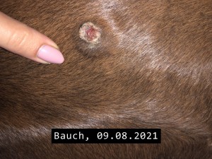 Sarkoid Bauch-2021-08-09.jpeg