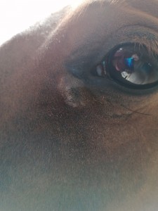 Sarkoid Auge August'21