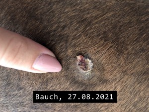 Sarkoid Bauch-2021-08-27.jpeg