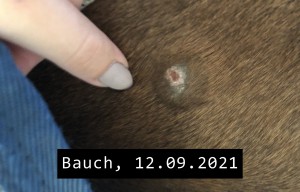 Sarkoid Bauch-2021-09-12.jpeg