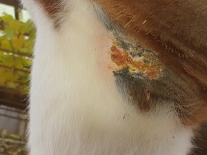 20211106_111706.jpg (3.3 MiB) 1858 mal betrachtet Achsel 6.11.