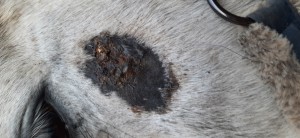 20211102_163240.jpg (1.99 MiB) 1038 mal betrachtet Hier sieht man die Dicke nicht so gut - Ich versuche heute nochmal ein Foto zu machen ...