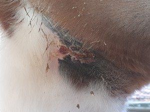 20211123_104036.jpg (3.12 MiB) 1806 mal betrachtet Achsel 23.11.