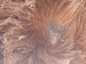 20211211_103401.jpg (2.57 MiB) 1727 mal betrachtet Brust 11.12.