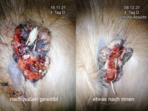 vergleich-19.11.-und-8.12.jpg