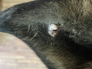 0FF0404E-257D-4DFE-8D63-70349989BE38.jpeg (2.58 MiB) 2194 mal betrachtet Nach Behandlung, Foto vom 11.12.