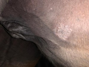 52E11B87-3E25-4C51-85AA-65454CD01BE2.jpeg (120.76 KiB) 2192 mal betrachtet Weiteres Sarkoid