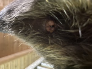 181C463C-EBB4-4DDA-BFB4-9169C6275AB0.jpeg (2.62 MiB) 2151 mal betrachtet Ohr Foto vom 13.12.2021