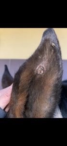 2DE3145C-F456-4BCE-9567-2FFB27FCE8E8.png (6.07 MiB) 2033 mal betrachtet Mittwoch 16.12.2021 1 Woche nach Behandlung