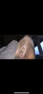 F69337B5-5A82-40A7-950B-0ECC080E8A7B.png (2.77 MiB) 2033 mal betrachtet Donnerstag 17.12.2021