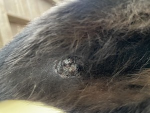 61B68637-AE8F-42C2-95C2-D6A74CF459DB.jpeg (3.38 MiB) 2033 mal betrachtet Sonntag 26.12.2021