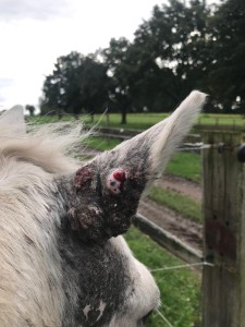 A33FC9A8-A09A-461F-A7FA-C8362ACB70EA.jpeg (99.07 KiB) 1651 mal betrachtet Vor der Behandlung