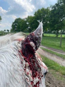 Behandlung Sarcoid Cure