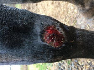 1.jpg (729.19 KiB) 4746 mal betrachtet 1.jpg