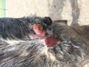 3.jpg (931.17 KiB) 4842 mal betrachtet 3.jpg