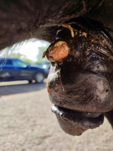 IMG_20230414_170859.jpg (4.99 MiB) 2033 mal betrachtet Schlauch 14.4.23