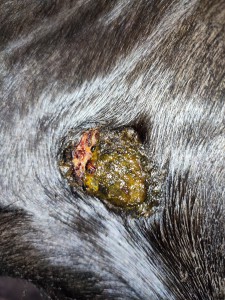 IMG_20230507_171839.jpg (6.91 MiB) 1915 mal betrachtet Stand 07.05.2023 Schlauchtasche rechts