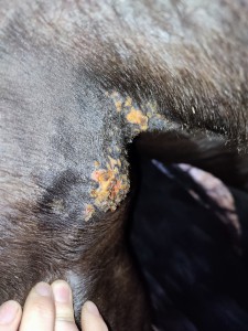 IMG_20230507_171847.jpg (5.31 MiB) 1915 mal betrachtet Oberschenkelinnenseite Stand 07.05.2023