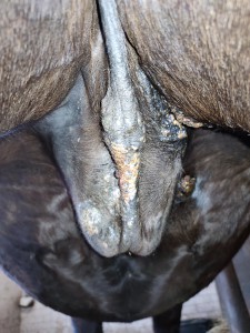 IMG_20230507_171956.jpg (5.58 MiB) 1915 mal betrachtet Hier sieht man wie es sich berührt