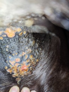 IMG_20230507_171859.jpg (4.48 MiB) 1915 mal betrachtet Soll ich hier noch schmieren ?