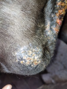 IMG_20230507_171814.jpg (5.89 MiB) 1915 mal betrachtet Schlauchtasche Stand 07.05.2023