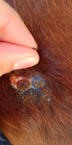 Screenshot_20230527_150500_Chrome.jpg (1.3 MiB) 1775 mal betrachtet Knubbel