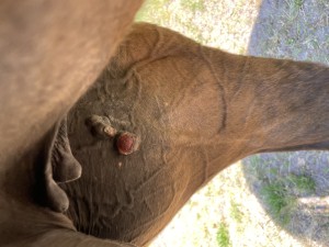 Linker Schenkel Innen