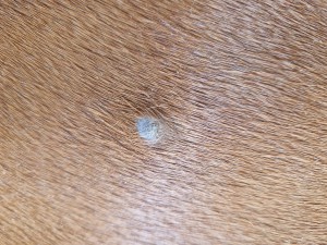 An der Schulter, seit c.a. 8 Wochen