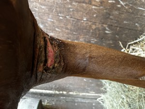 IMG_7698.jpeg
