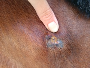 IMG_20230627_144112.jpg (4.82 MiB) 1742 mal betrachtet Hals 24.6.2023