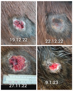 GridArt_20230628_102716234.jpg (10.51 MiB) 1734 mal betrachtet Hals