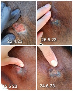 GridArt_20230628_104449394.jpg (11.63 MiB) 1734 mal betrachtet Hals