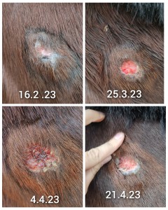 GridArt_20230628_103420382.jpg (10.74 MiB) 1734 mal betrachtet Hals