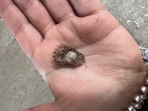 IMG_1184.jpeg