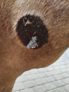 Zustand 20.08.2023 Tag 8.jpg