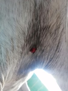 IMG_20230531_164726.jpg (3.36 MiB) 2309 mal betrachtet Sarkoid vor der Behandlung mit Compx