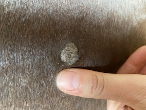 Rippenbereich 05.08.2023