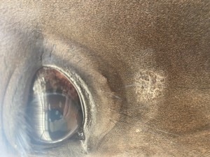 A86160D8-7D87-4E65-A1B1-A8A92901867F.jpeg (3.89 MiB) 886 mal betrachtet Auge 13.09