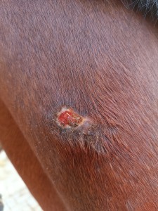 IMG_20230924_073656.jpg (4.74 MiB) 1649 mal betrachtet Hals 24.9.23