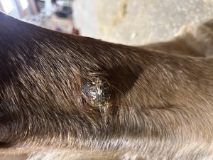 IMG_5467.jpeg (2.52 MiB) 1483 mal betrachtet Tag 18