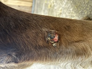 IMG_5511.jpeg (2.55 MiB) 1483 mal betrachtet Tag 19