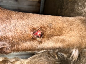 IMG_5515.jpeg (3.57 MiB) 1483 mal betrachtet Tag 20