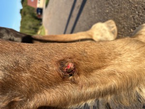 IMG_5531.jpeg (3.87 MiB) 1483 mal betrachtet Tag 21